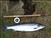 Craig Peachey's first fish of the 2010 season