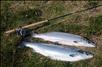 A 16.5 and a 15lb fish taken from Beat 2 on the Macartair Flamethrower, July 4 2011 by Nigel Griffiths